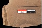 Foto (Detailansicht) von Pinus hepios Unger (NHMW-GEO-2024-0188-0228)